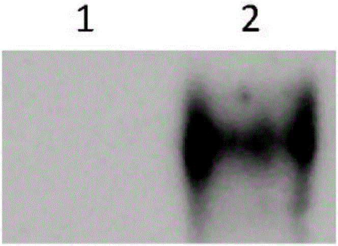 CBLB502-Fc fusion protein and preparation method thereof