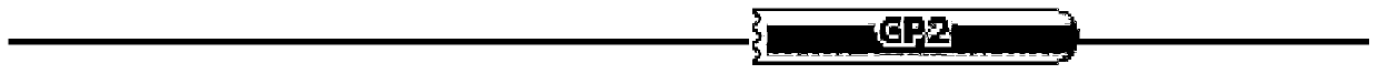 Grh gene relevant with blattella germanica crust development, dsRNA of gene and preparation method and application of dsRNA