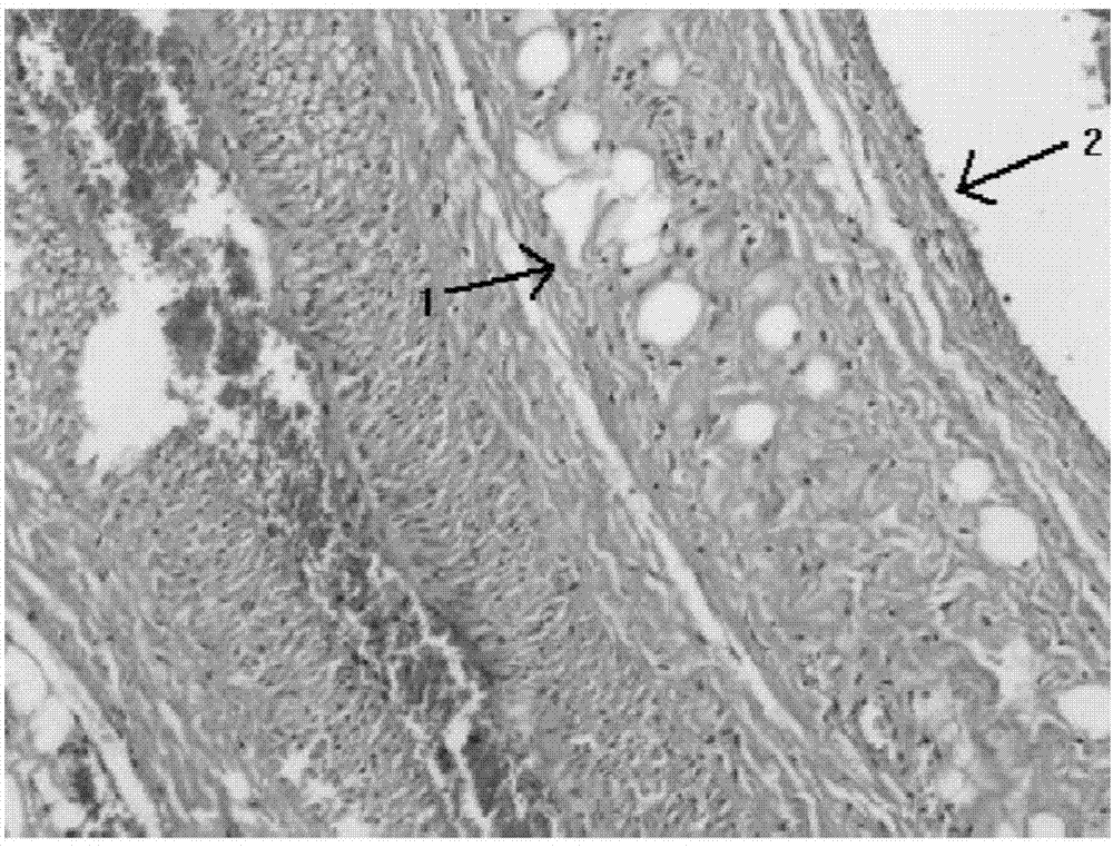 Method for establishing domestic rabbit atherosclerosis model