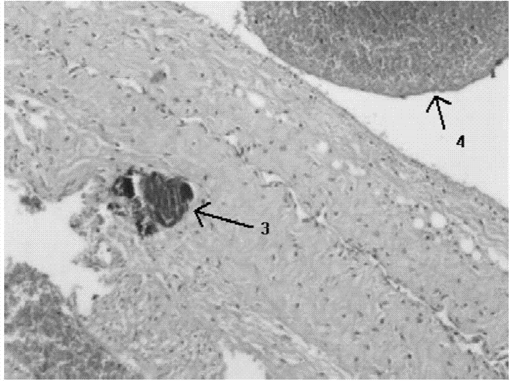 Method for establishing domestic rabbit atherosclerosis model