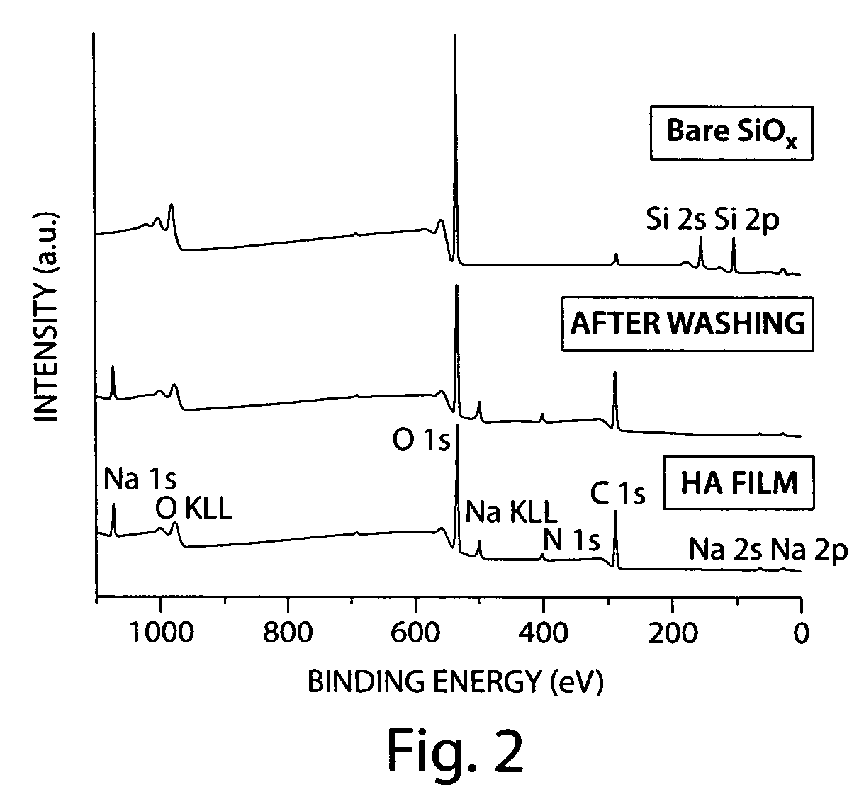 Biologically active surfaces and methods of their use