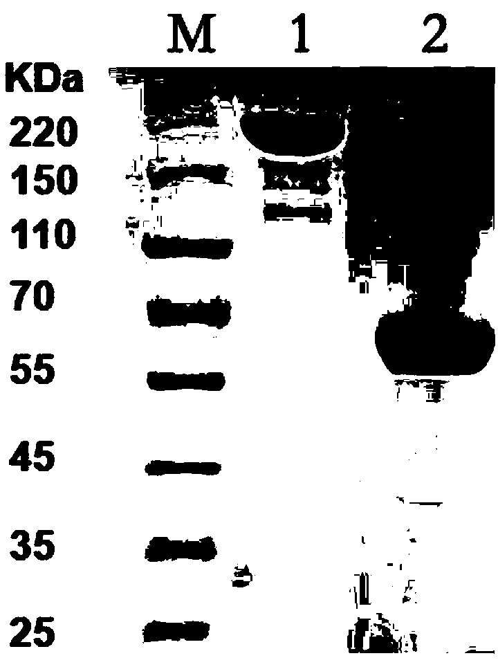 HER2-resistant humanized antibody and relevant tumor-resistant composition thereof