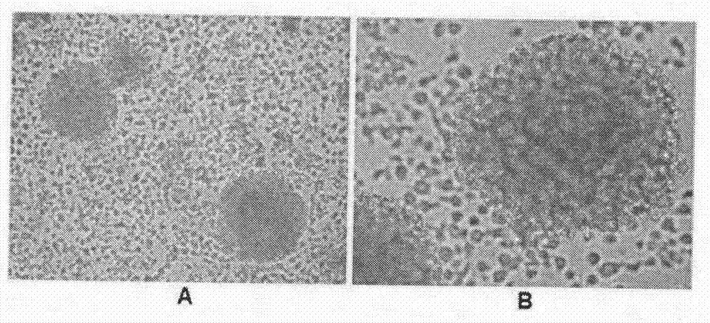 Method for preparing CIK cell by using heparin anticoagulant plasma