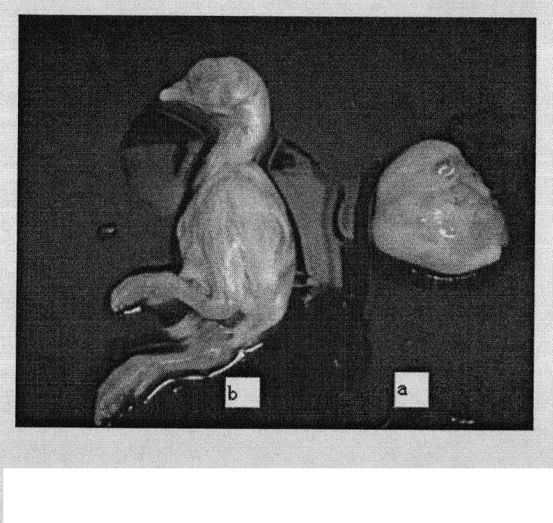 Avian infectious bronchitis virus (IBV) as well as culture method and application thereof