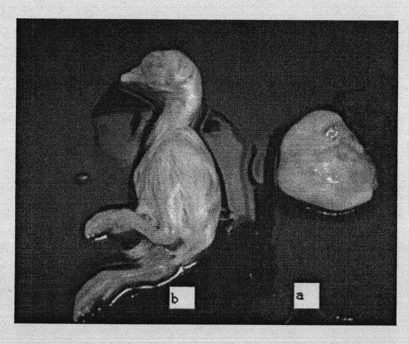 Avian infectious bronchitis virus (IBV) as well as culture method and application thereof