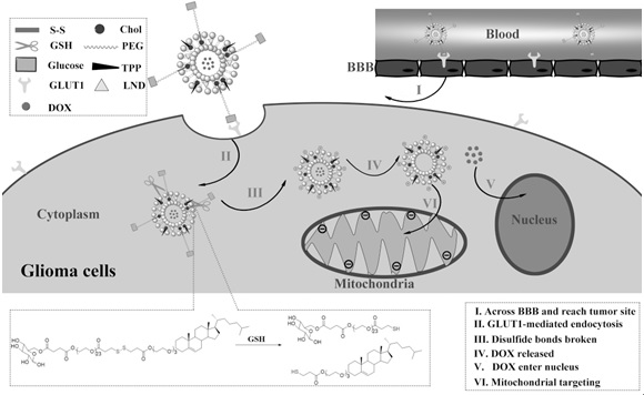 Preparation and application of glucose and triphenylphosphonium modified brain tumor targeting liposome