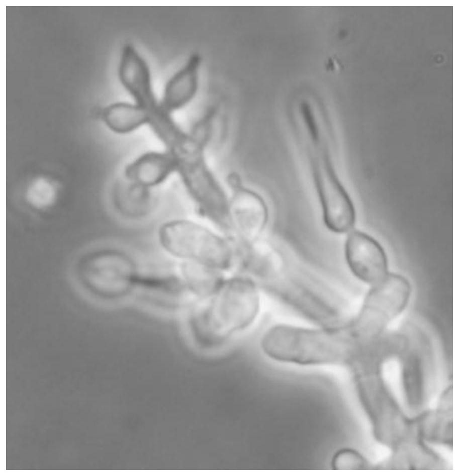 Trichoderma harzianum and application thereof