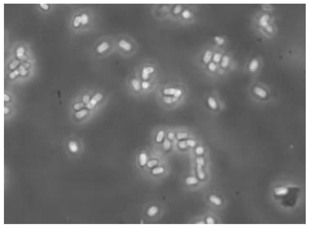 Trichoderma harzianum and application thereof