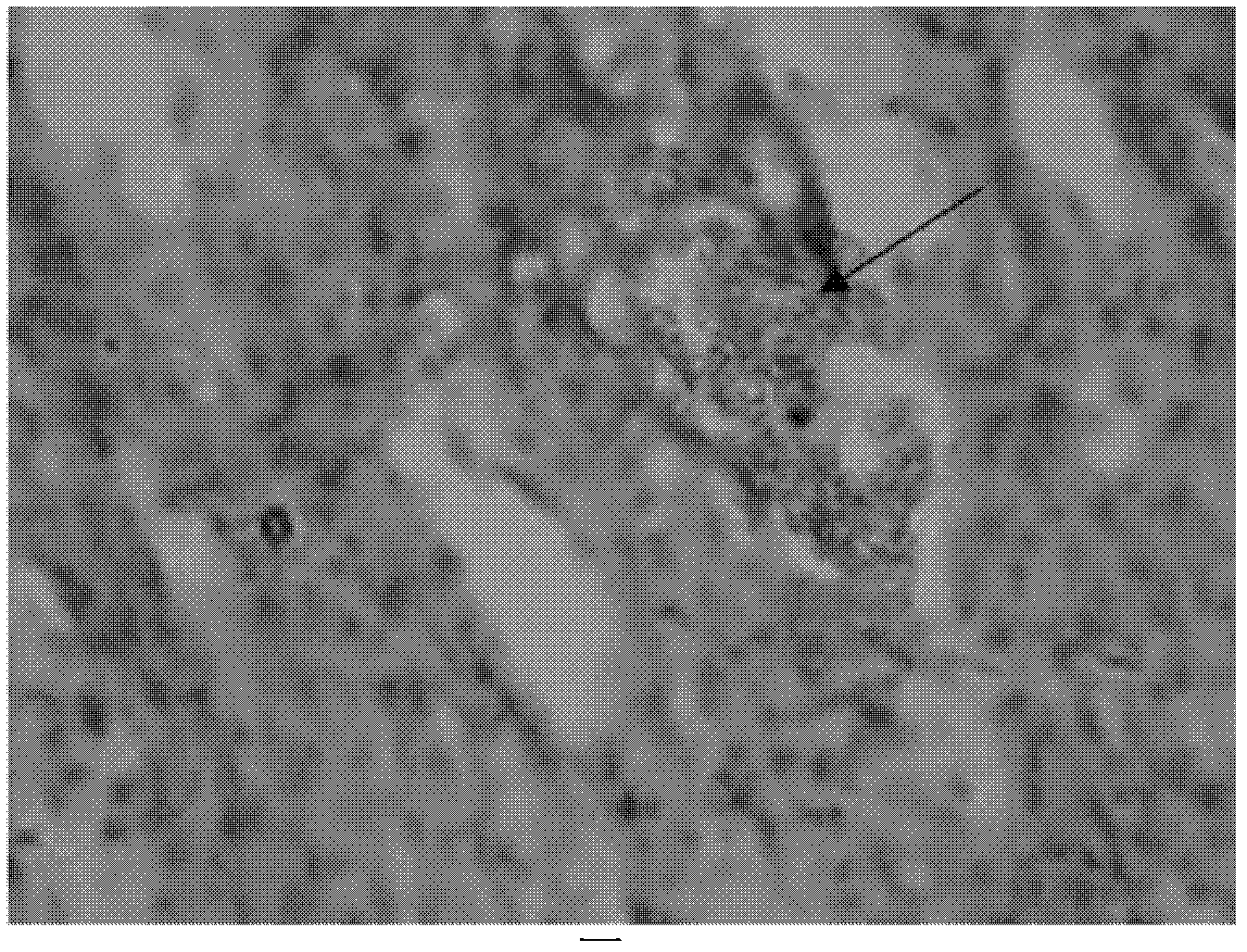 Oxalic acid degrading bacterium NJODL1 and application thereof