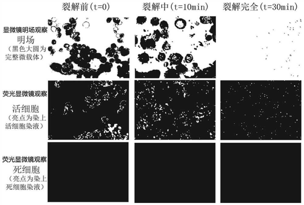 A method of harvesting cells on three-dimensional microcarriers