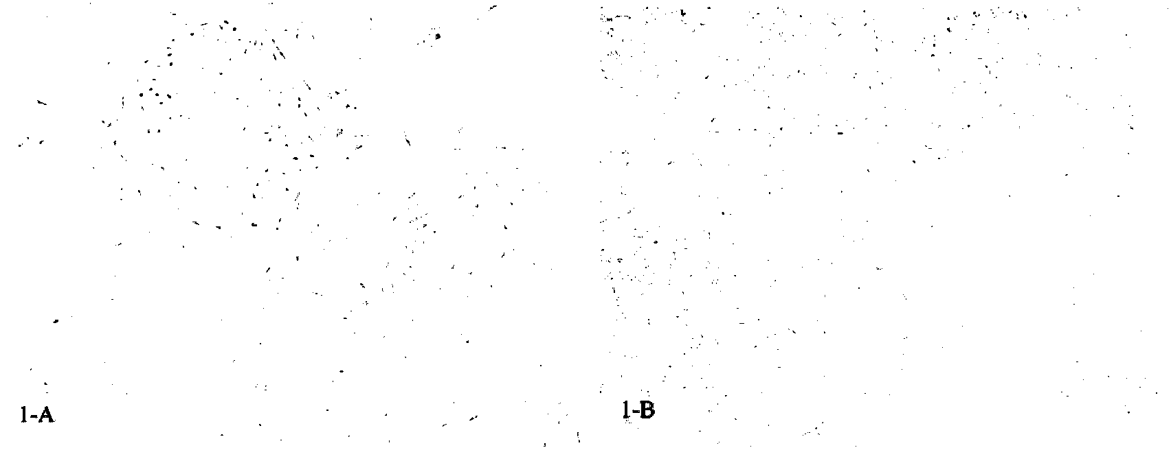 Cryopreservation method for adherent culture of cells