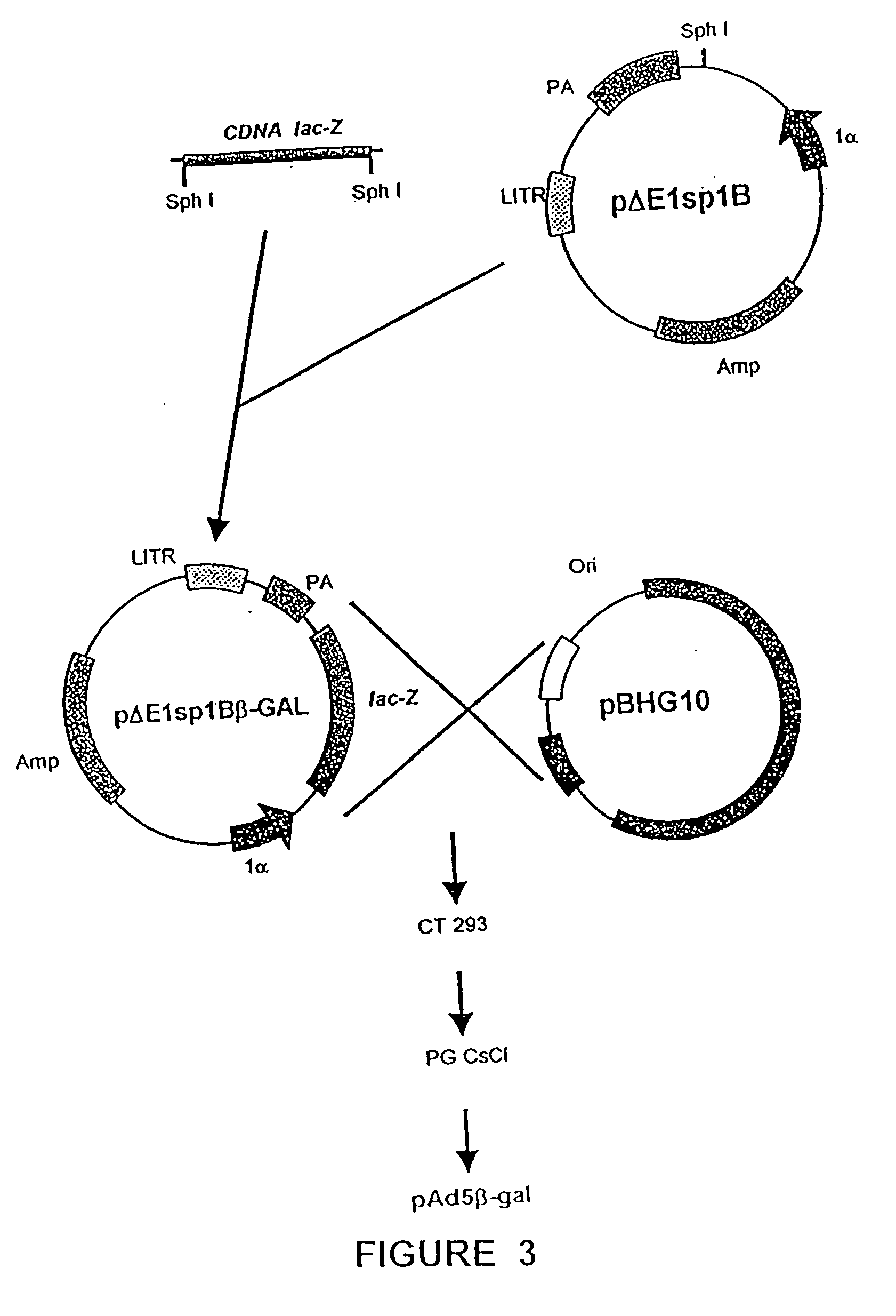 Recombinant adenoviral vectors and their utility in the treatment of various types of fibrosis: hepatic, renal, pulmonary, as well as hypertrophic scars