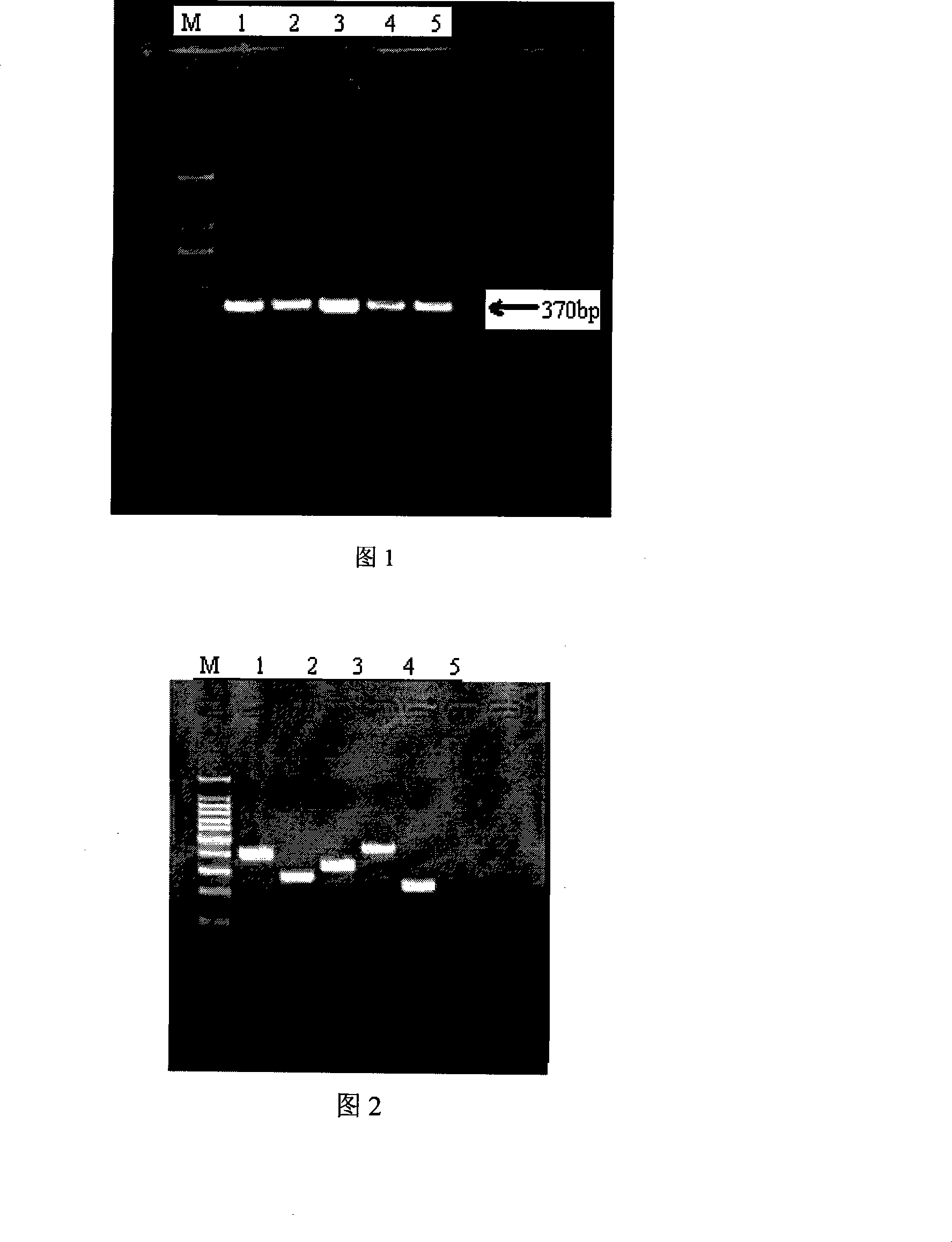 Identification method for animal derived materials