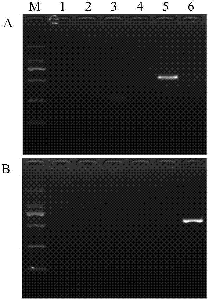 Functional marker AS-ALS for anti-imazethapyr herbicide genotype detection and application of functional marker AS-ALS