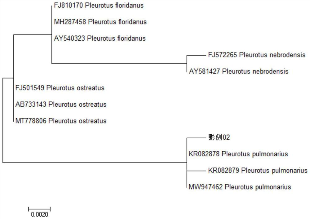 White pleurotus pulmonarius and cultivation method thereof