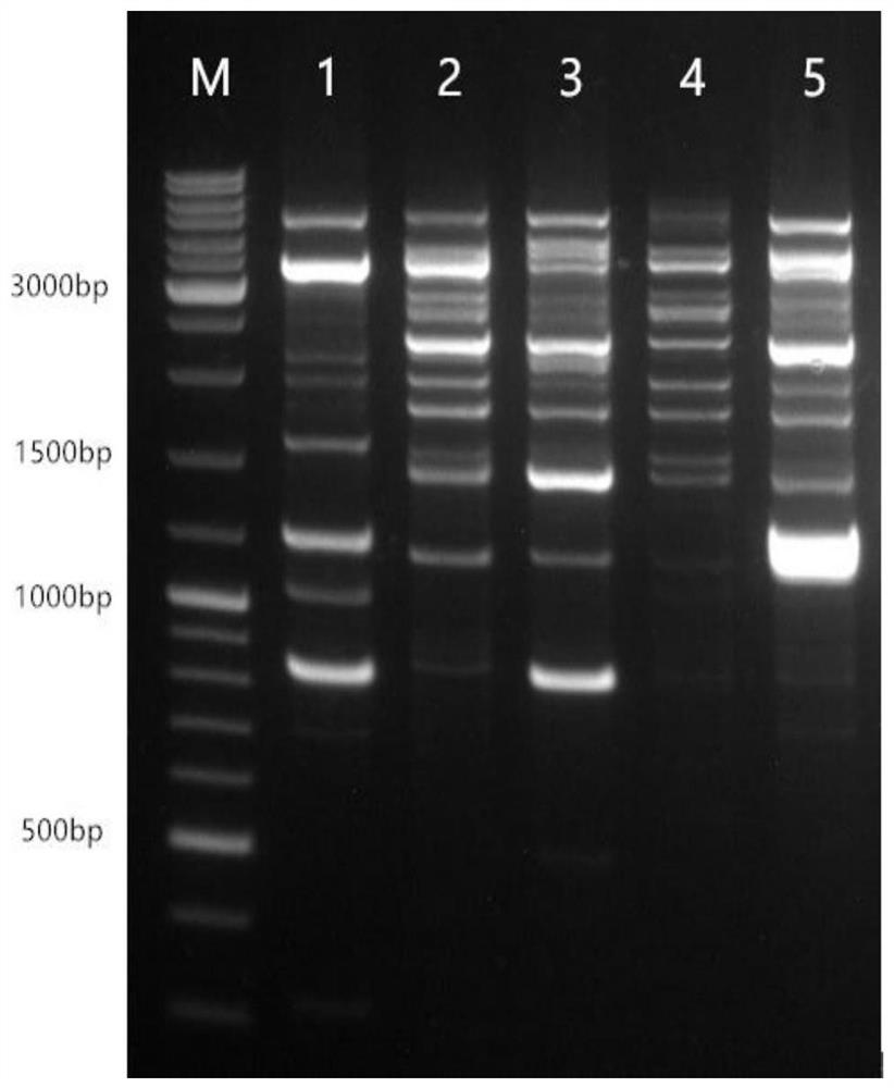 White pleurotus pulmonarius and cultivation method thereof