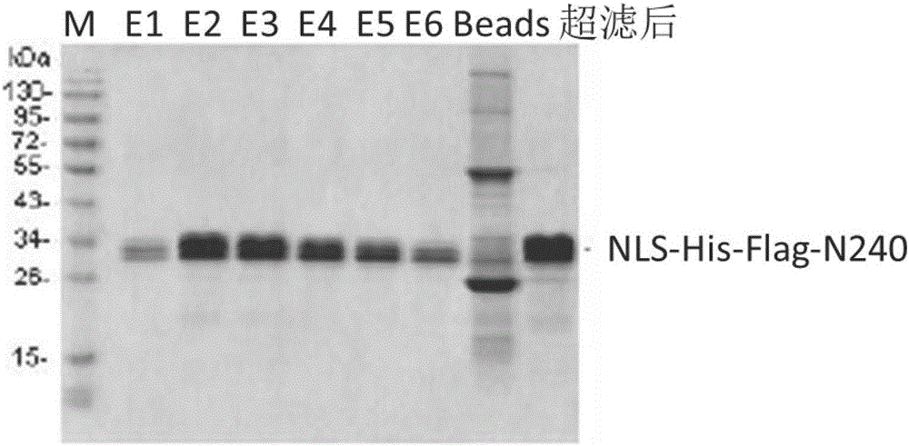 Novel eukaryotic recombinant protein with tumor inhibition effect and preparation method thereof