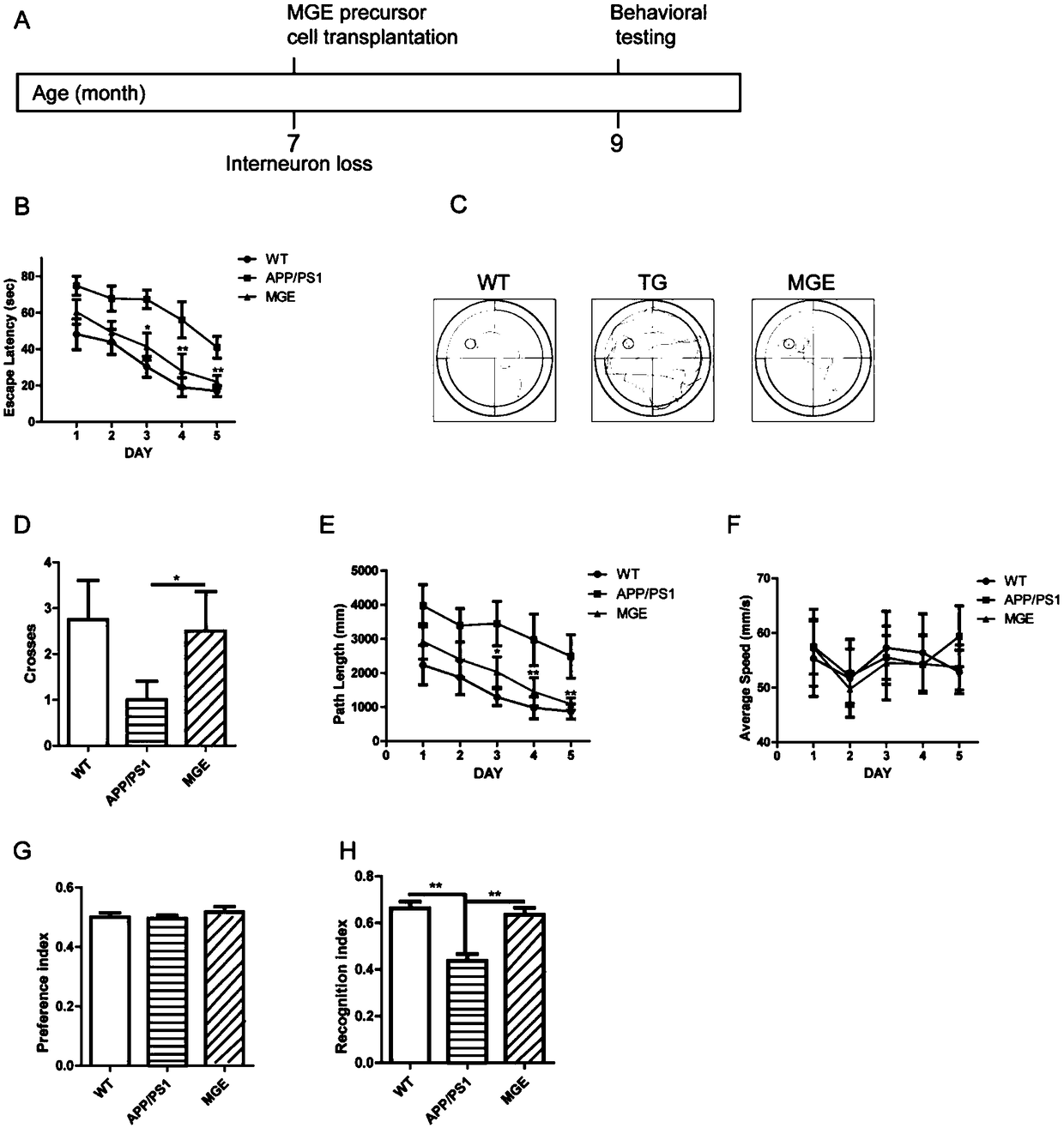 Application of inhibitory neural precursor cell to preparation of drug for treating Alzheimer's disease