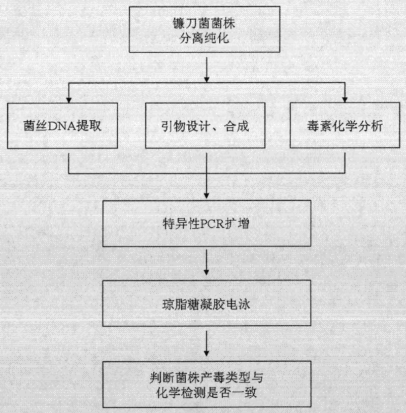 Molecular identification method of trichothecene type-B toxins of fusarium