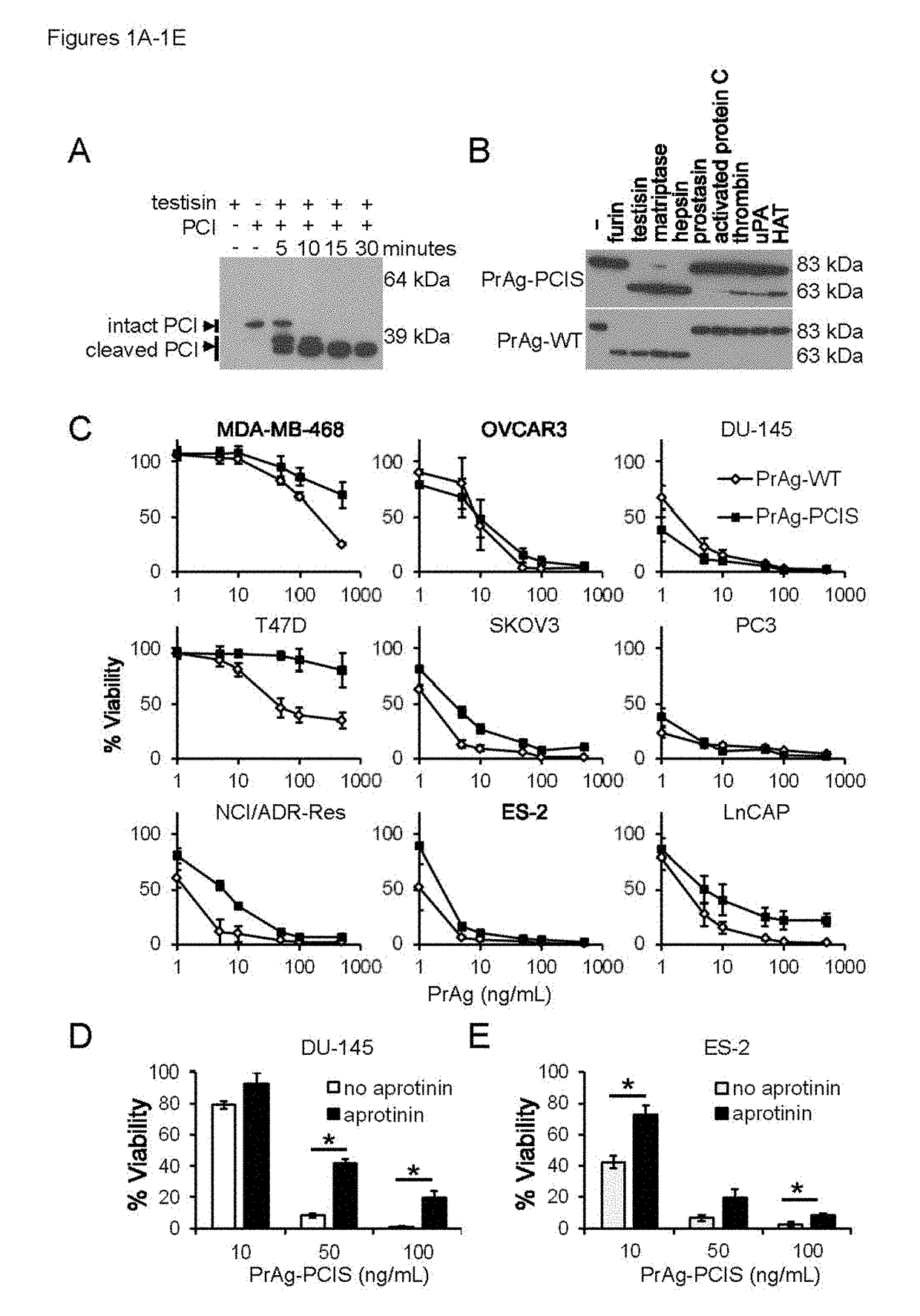 Engineered anthrax protective antigen proteins for cancer therapy