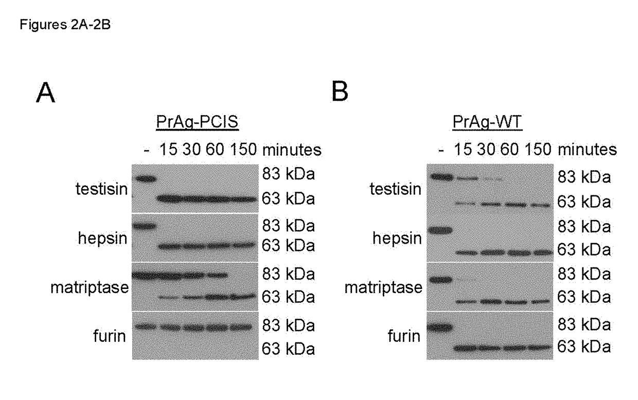 Engineered anthrax protective antigen proteins for cancer therapy