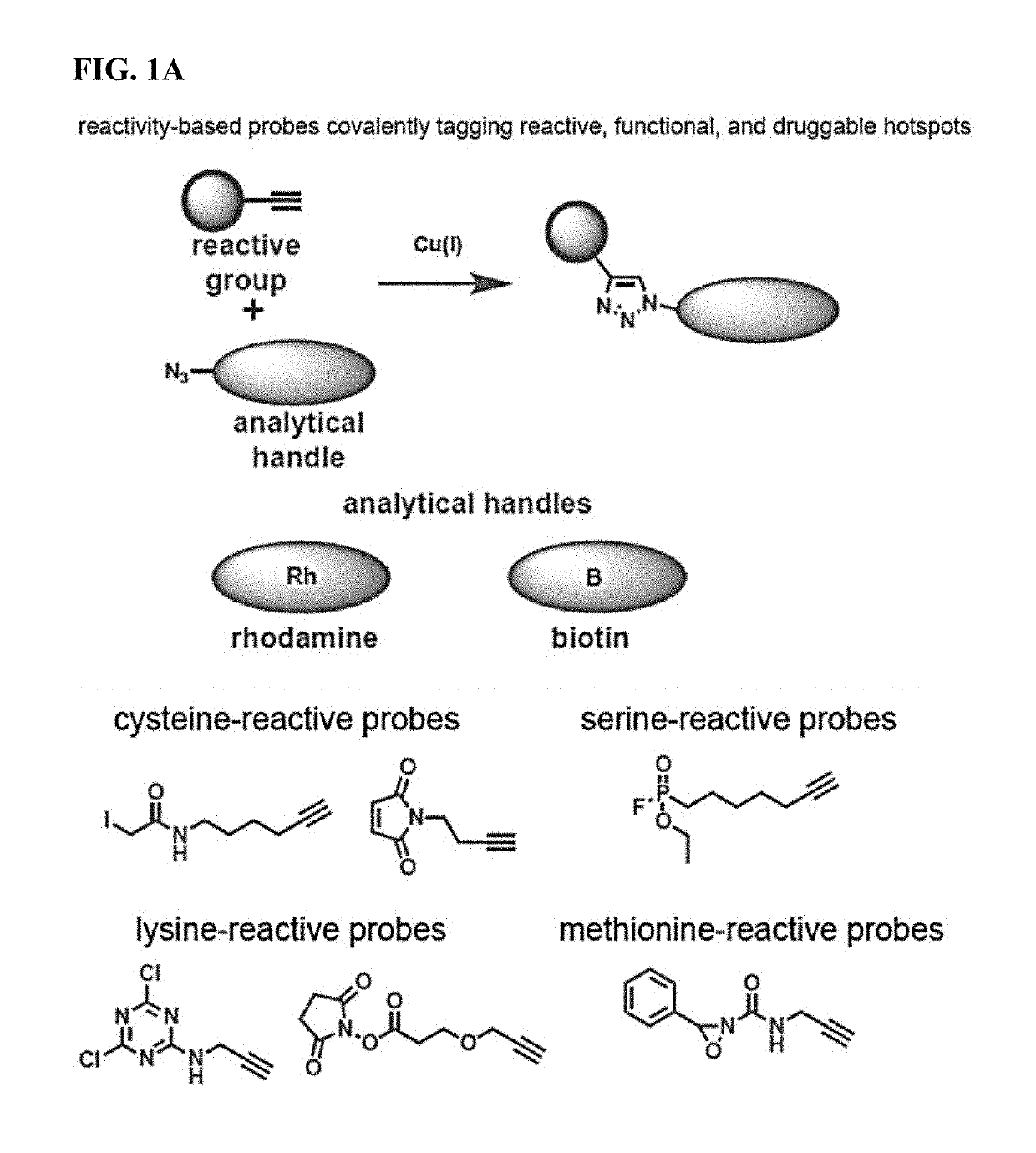 Methods and compounds for targeted autophagy