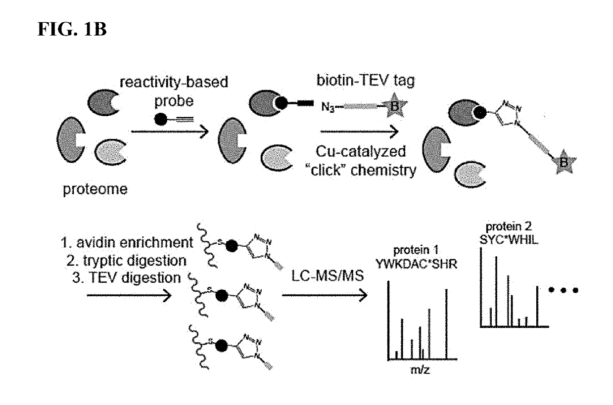 Methods and compounds for targeted autophagy