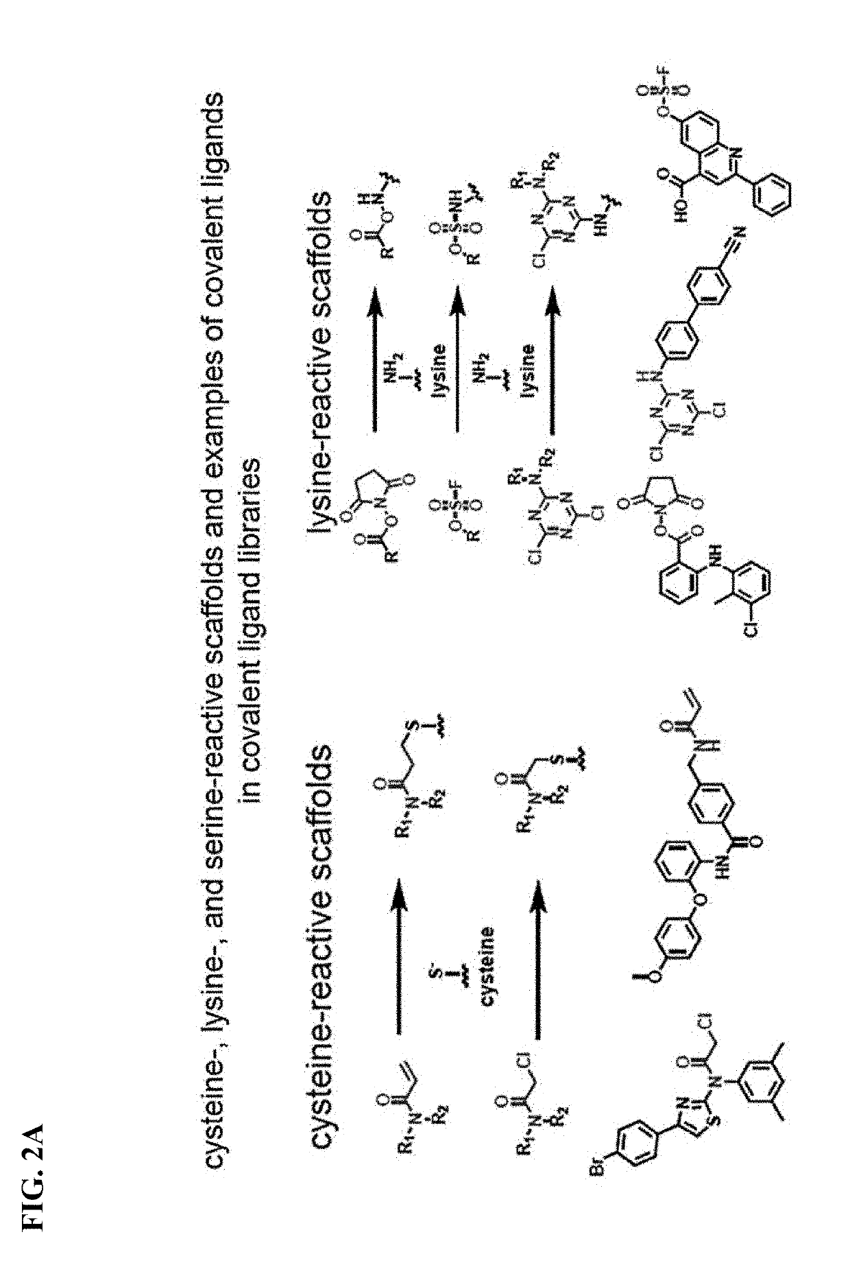 Methods and compounds for targeted autophagy