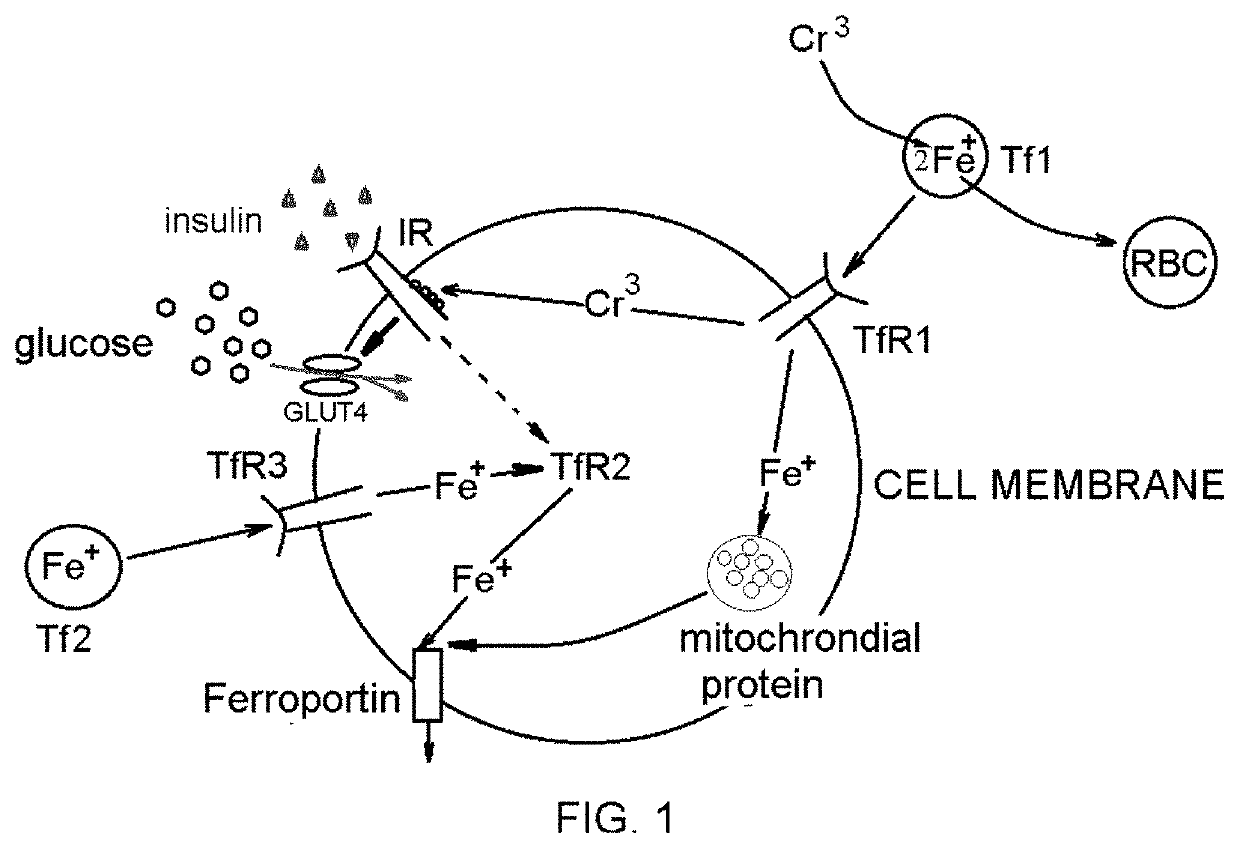 Compositions and methods for intracellular iron displacement proteins