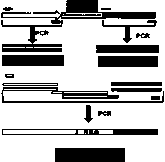 CRISPR/Cas9 technology mediated down producing goat VEGF gene fixed-point knock-in method