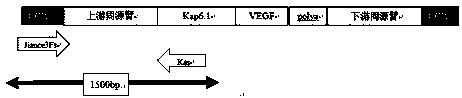 CRISPR/Cas9 technology mediated down producing goat VEGF gene fixed-point knock-in method