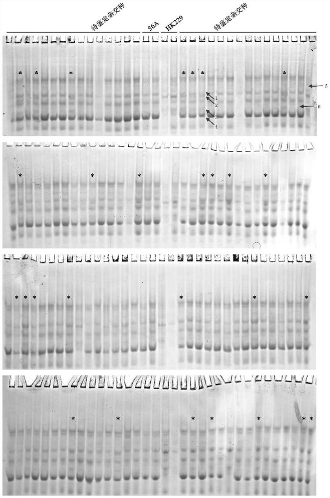 Single-grain prolamin extraction method that can meet the requirements for purity identification of millet hybrids