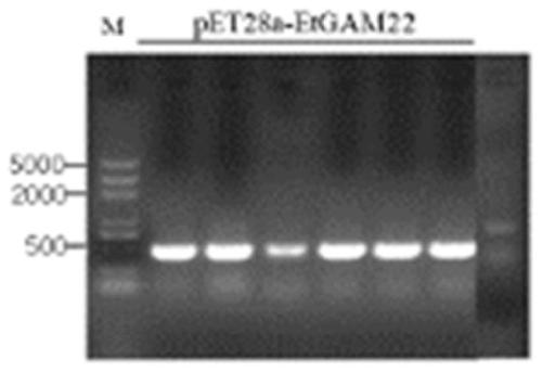 Multivalence recombinant protein vaccine for chicken coccidiosis, and preparation method and application of multivalence recombinant protein vaccine for chicken coccidian