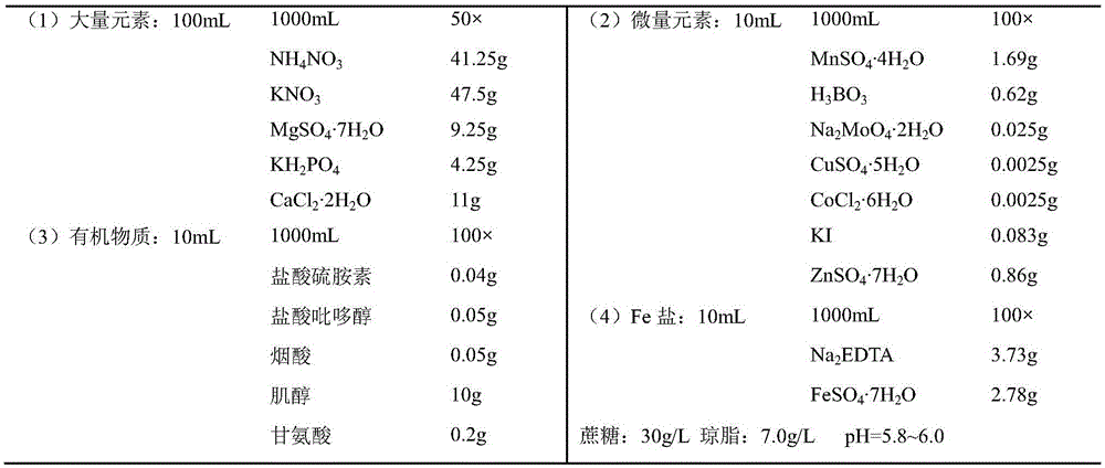 Rapid propagation method for dendrobium hancockii seeds