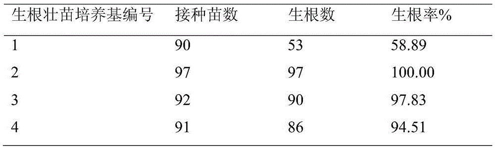 Rapid propagation method for dendrobium hancockii seeds