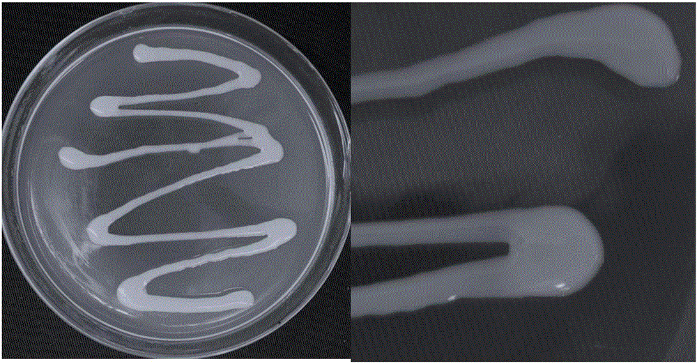 Burkholderia sp. Strain ES-89 for preventing and treating fungal diseases of plants as well as culture method and application