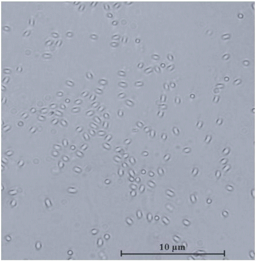 Burkholderia sp. Strain ES-89 for preventing and treating fungal diseases of plants as well as culture method and application