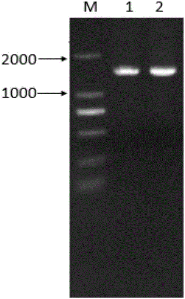 Burkholderia sp. Strain ES-89 for preventing and treating fungal diseases of plants as well as culture method and application