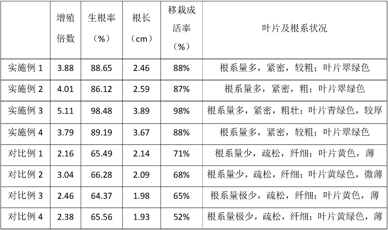 Rhododendron oreodoxa Franch seed tissue culture speed propagation method