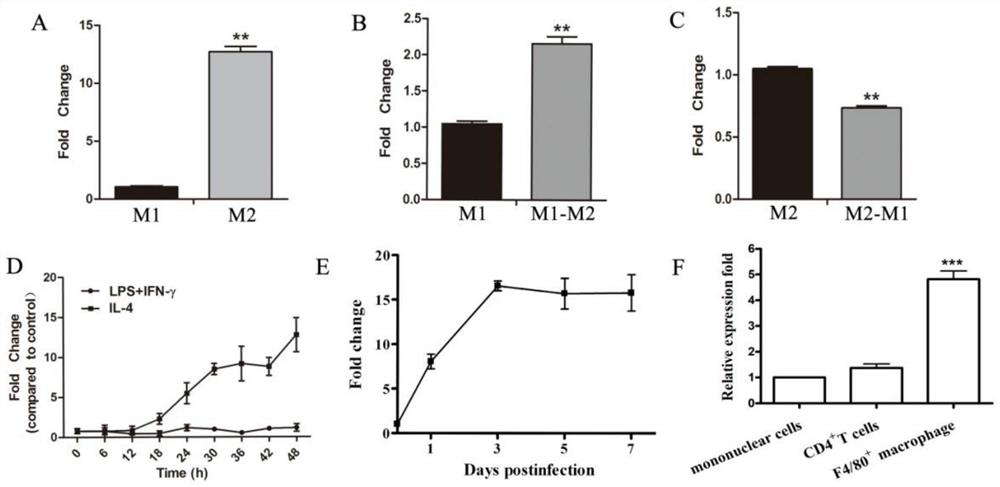 Application of lncRNA to regulate macrophage polarization in viral myocarditis