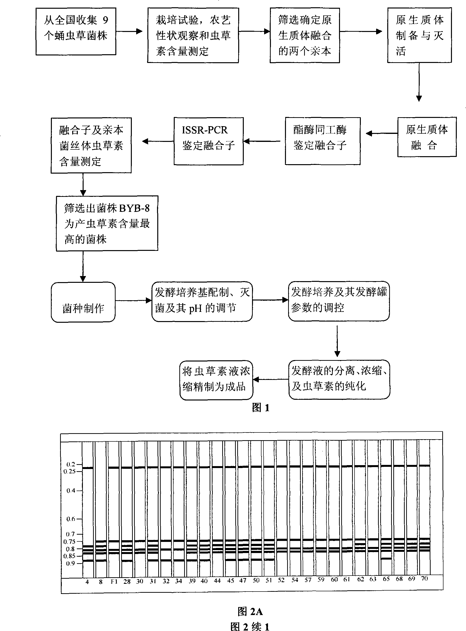 Method for producing cordycepin, breeding of high production cordyceps militaris link bacterial strain BYB-08 and application