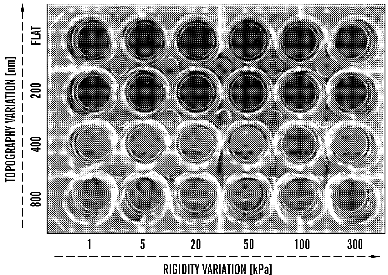 Systems and method for engineering muscle tissue