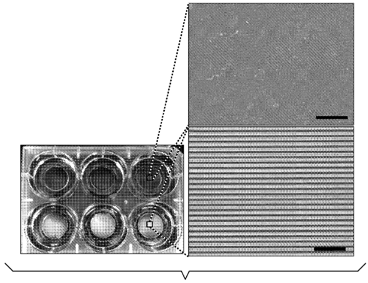 Systems and method for engineering muscle tissue