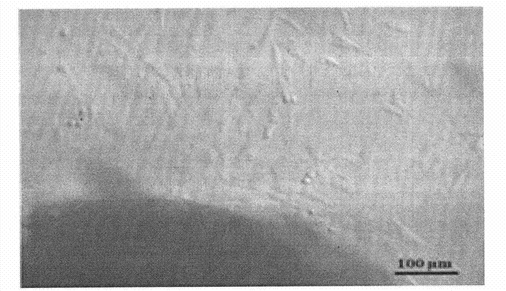 Method for screening bovine nuclear transplantation donor cells by using antioxidant