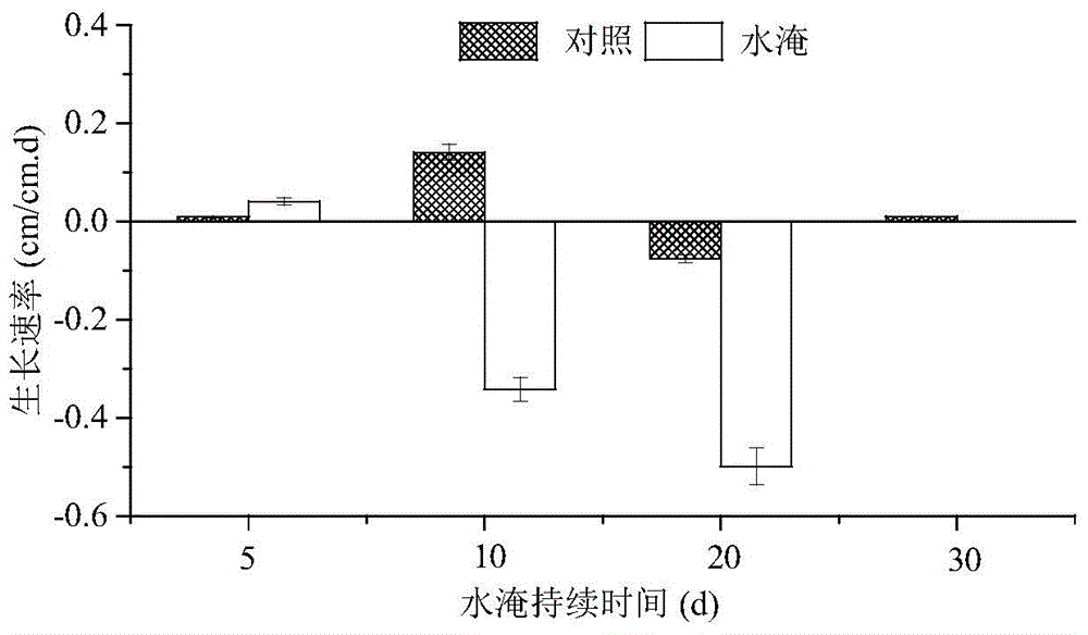 Method for repairing reservoir hydro-fluctuation belt by use of bermuda grass