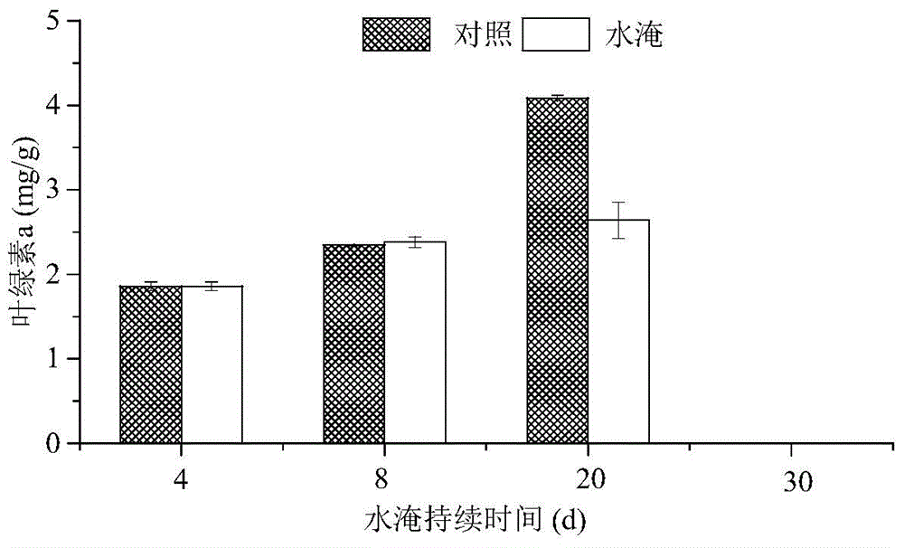 Method for repairing reservoir hydro-fluctuation belt by use of bermuda grass