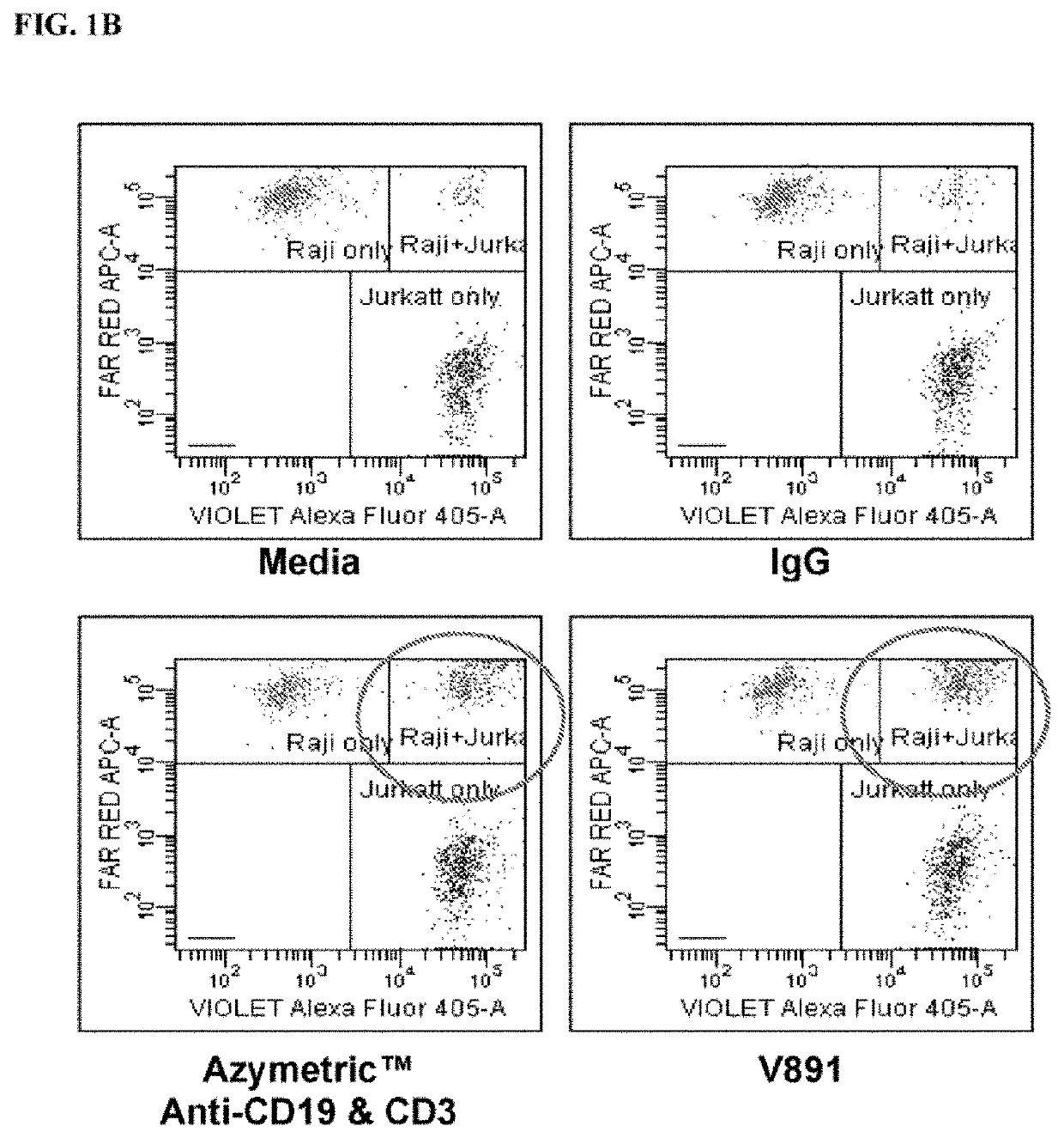 Bispecific Asymmetric Heterodimers Comprising Anti-CD3 Constructs