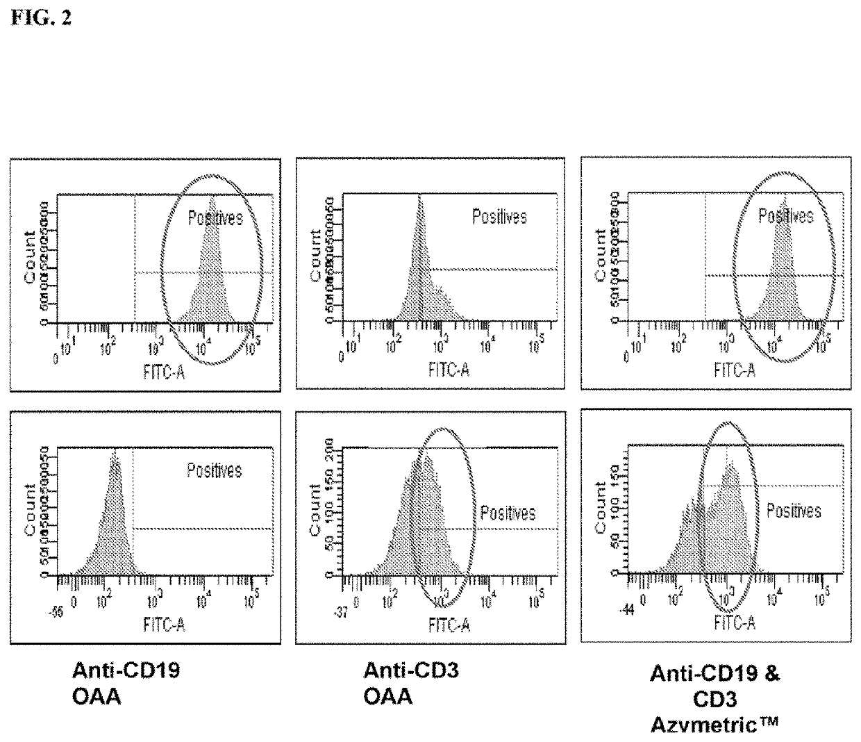 Bispecific Asymmetric Heterodimers Comprising Anti-CD3 Constructs