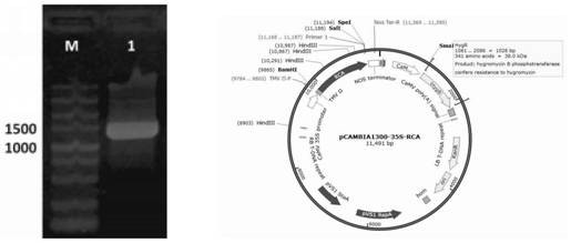 The application of rca gene of Orchid variegata and its vector construction method