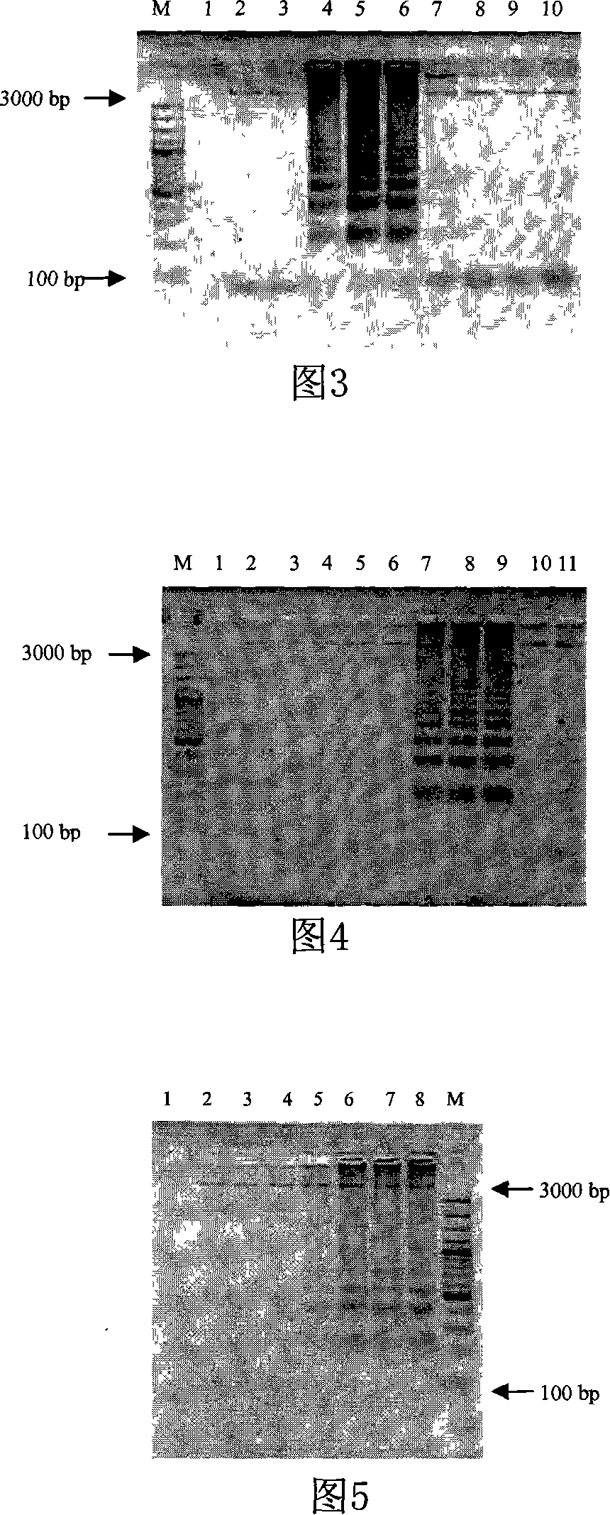 Method for detecting vibrio parahaemolyticus